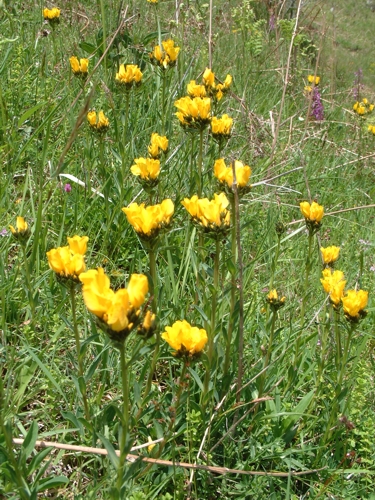 Linum capitatum / Lino capitato